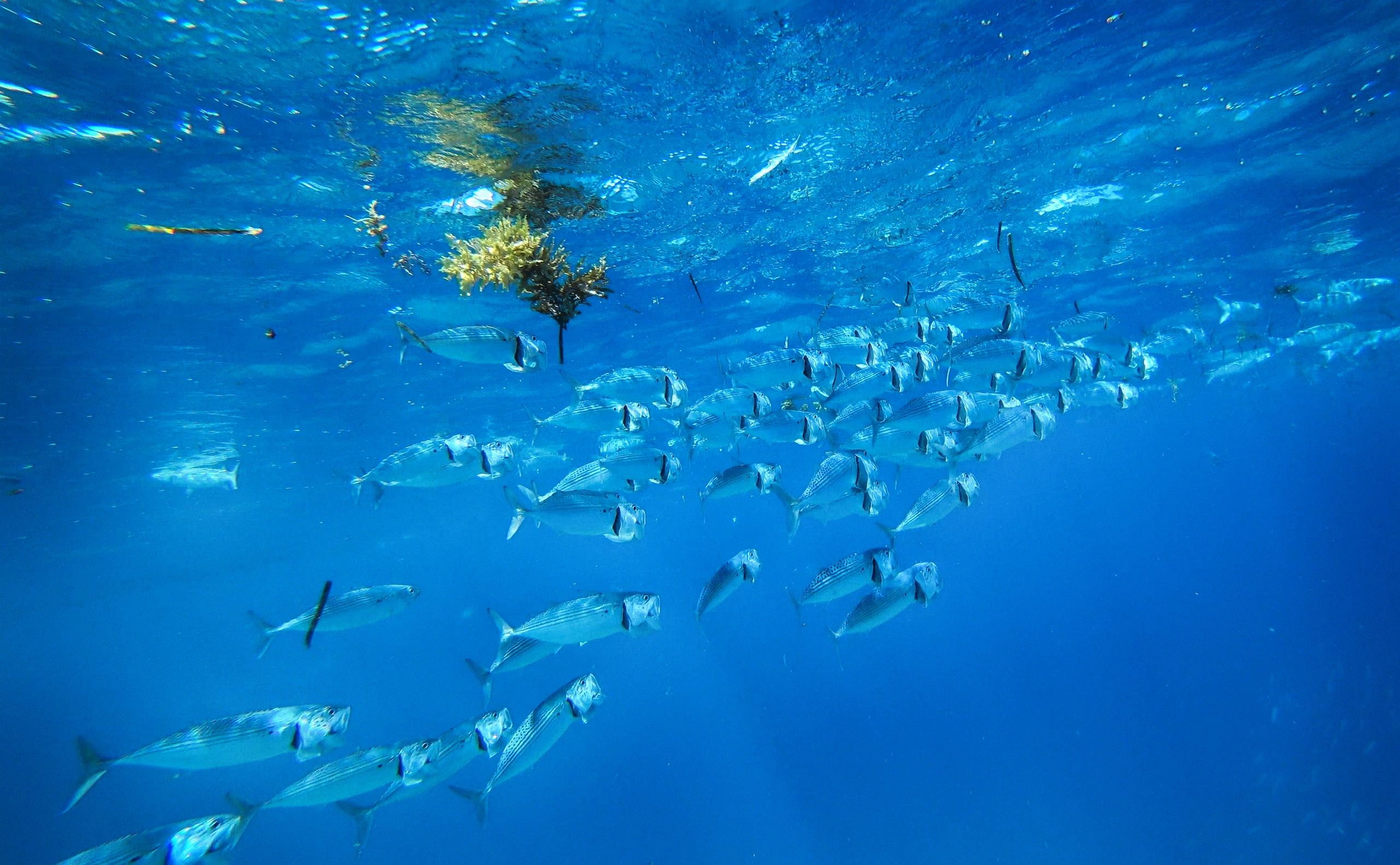 Happy diver