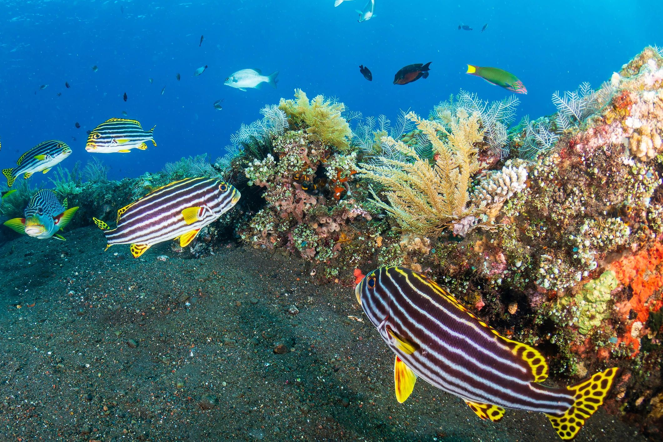 Mentor assisting diver underwater